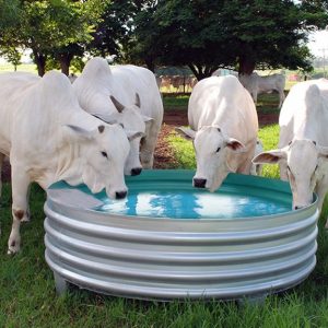 Bebedouro Australiano com Fundo Cônico